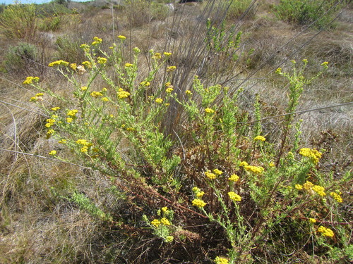 Image of Nidorella foetida by (c) douglaseustonbrown, some rights reserved (CC BY-SA)