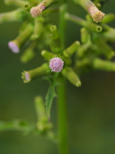Erechtites valerianifolius