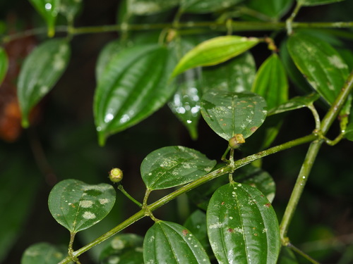 Pseudodissochaeta