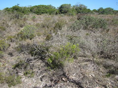 Pteronia diosmifolia