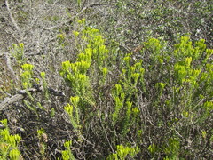 Pteronia diosmifolia