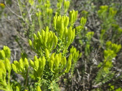 Pteronia diosmifolia