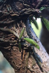 Smithsonia viridiflora