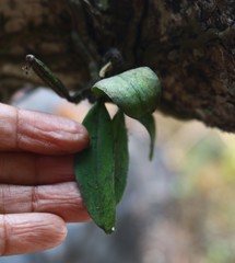 Smithsonia viridiflora