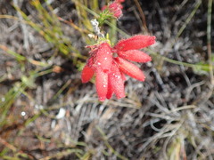 Erica cerinthoides