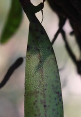 Smithsonia viridiflora