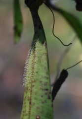 Smithsonia viridiflora