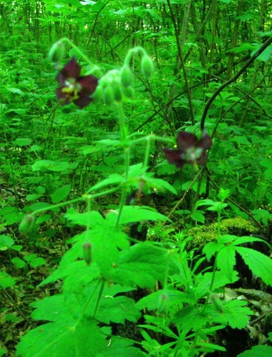 Geranium phaeum