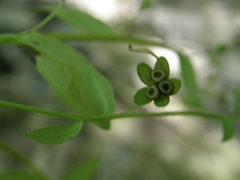 Memoremea scorpioides