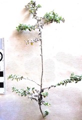 Plecostachys serpyllifolia