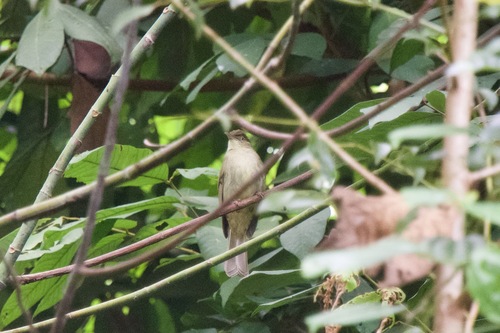 Charlotte's Bulbul (Iole charlottae), photo 6