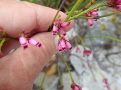 Erica cristata