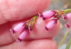 Erica cristata