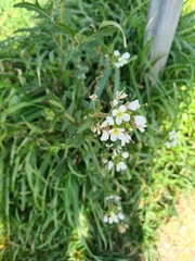 Diplotaxis erucoides