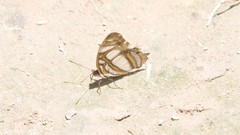 Metamorpha elissa