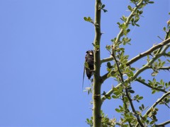 Diceroprocta digueti