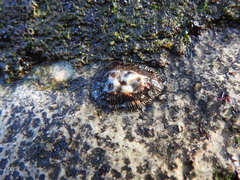 Siphonaria pectinata