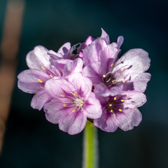 Armeria pubigera