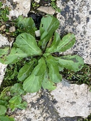 Reichardia