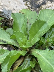 Reichardia