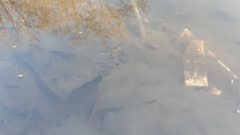 Rana latastei