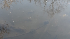 Rana latastei