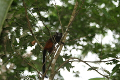 Saguinus weddelli weddelli