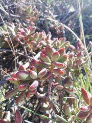 Crassula rogersii