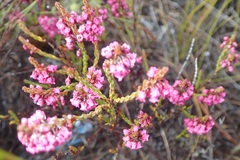 Erica pulchella