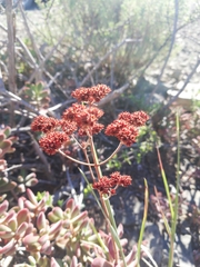 Crassula rogersii