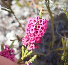 Erica pulchella