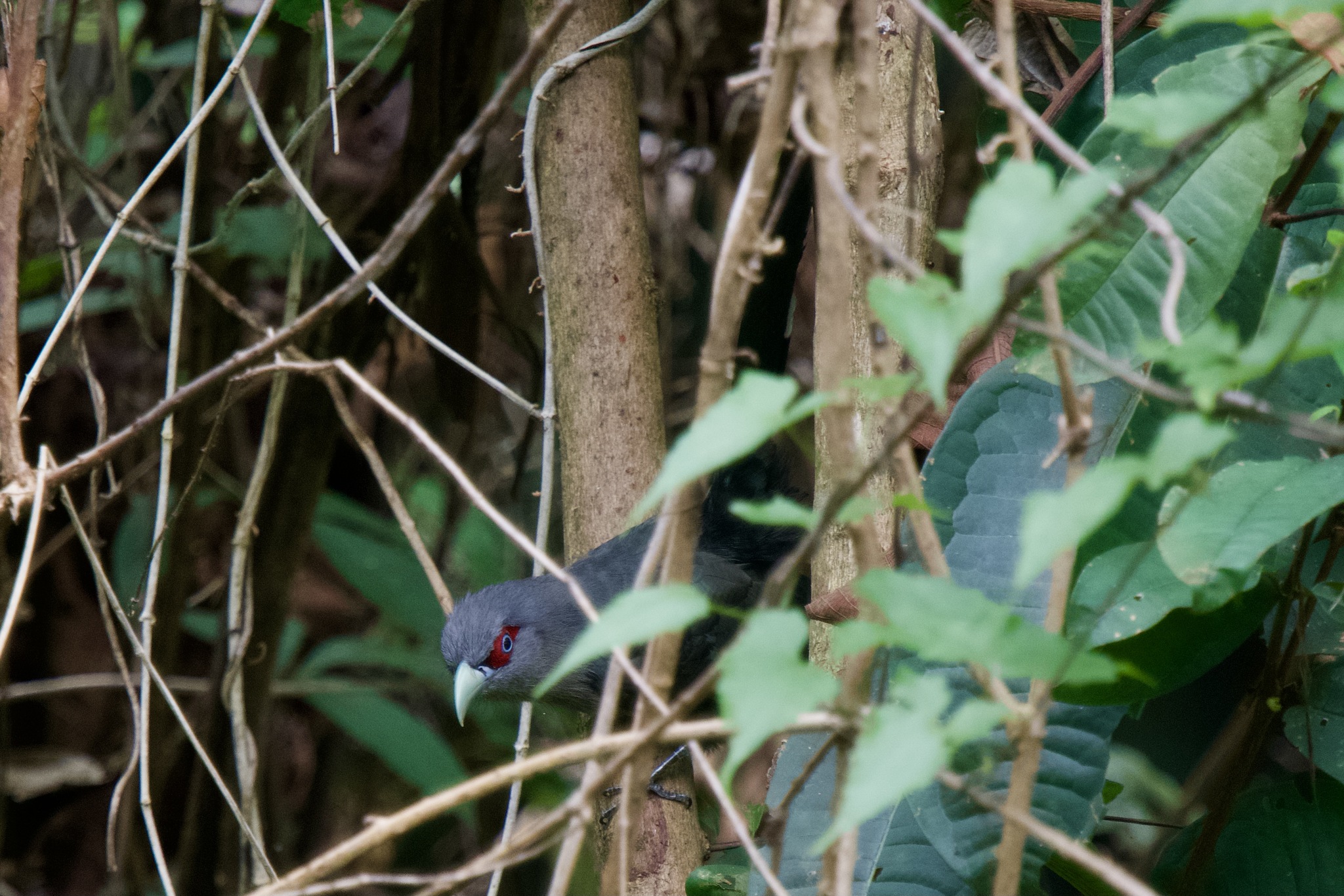 Black-bellied Malkoha (Phaenicophaeus diardi)