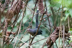 Phaenicophaeus diardi