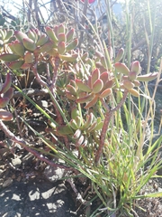 Crassula rogersii