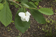 Magnolia sieboldii