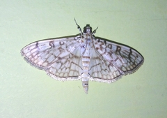 Haritalodes
