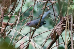 Phaenicophaeus diardi