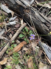 Brachyscome salkiniae