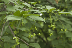Euonymus maximowiczianus