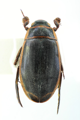 Dytiscus circumcinctus