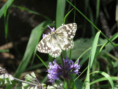 Melanargia larissa