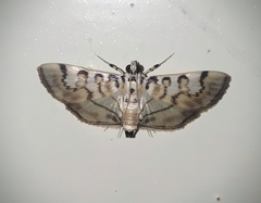 Tabidia aculealis