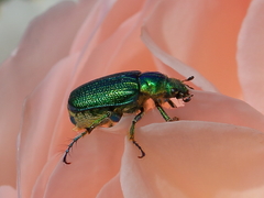 Diphucephala colaspidoides
