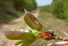 Peritelus sphaeroides