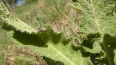 Peritelus sphaeroides