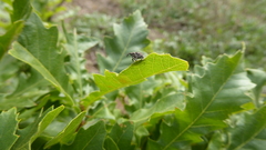 Mogulones geographicus