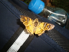 Myscelus