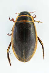 Dytiscus thianschanicus