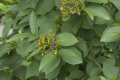 Viburnum burejaeticum