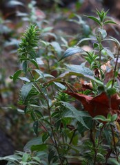 Lepidagathis cuspidata